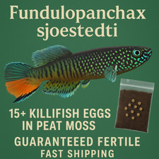 Killifish Eggs Live Killi Egg - Aquarium Fish 15 Eggs Fundulopanchax sjoestedti