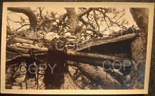 c1900 TREE BURIAL, SKY BURIAL NATIVE AMERICAN SIOUX, UTE, NAVAJO, CROW TRIBES?