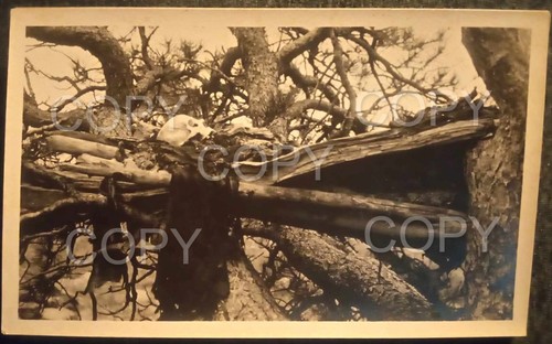 C1900 tree burial sky - c1900,