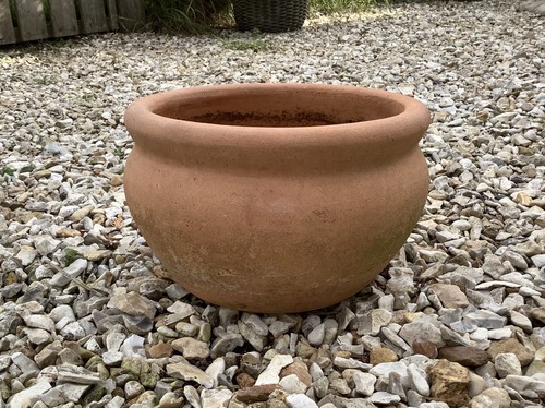 Medium terracotta plant pot - plant,
