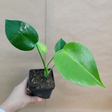 Monstera Deliciosa 4" Pot -