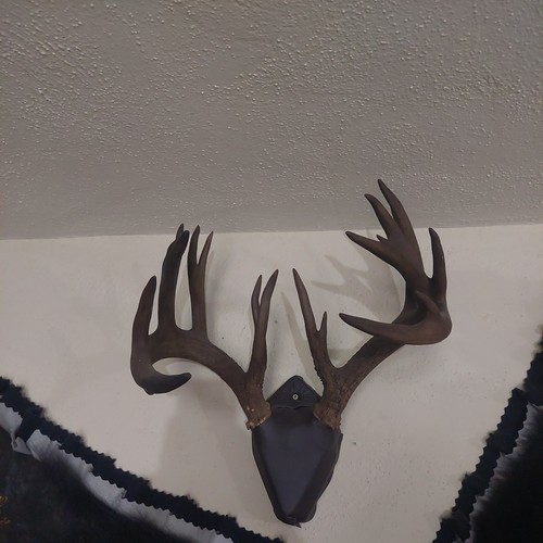 Wild point whitetail deer - 18,