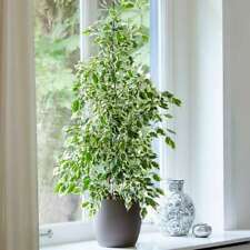 70cm Danielle Ficus Indoor