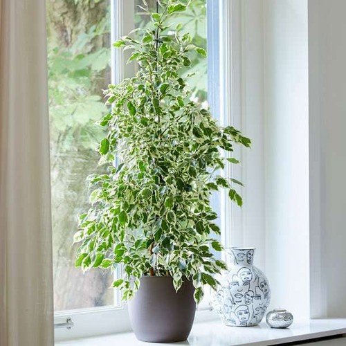 70cm danielle ficus - danielle,