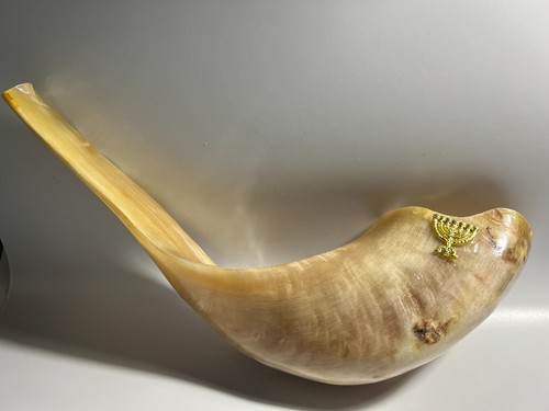 Beige rams horn polished - rams,