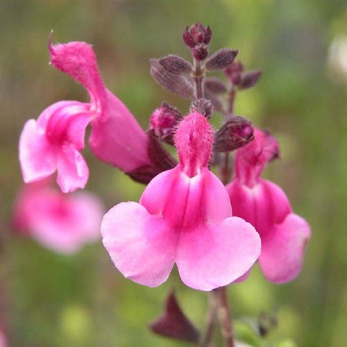 Salvia icing sugar - 3x,