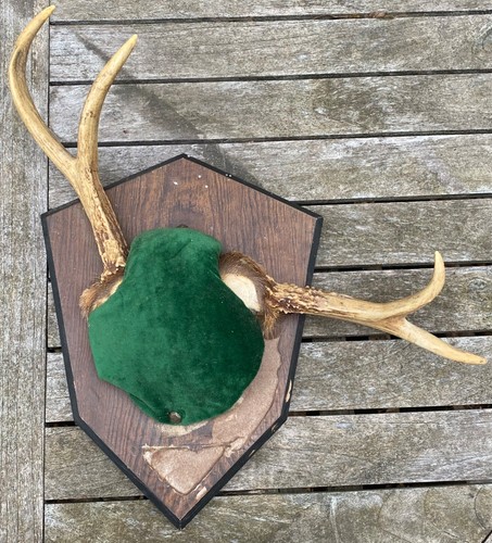 Whitetail deer antlers - whitetail,