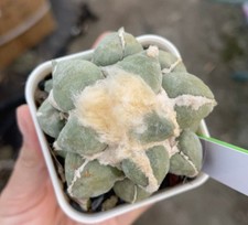 Rare Cacti Ariocarpus furfuraceus magnificus Hybird WYSIWYG Self Rooted Decor