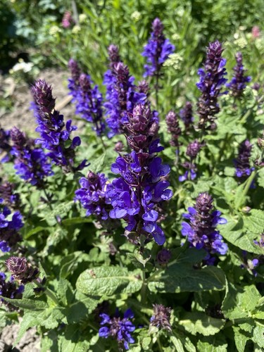 Seeds blue salvia - blue,