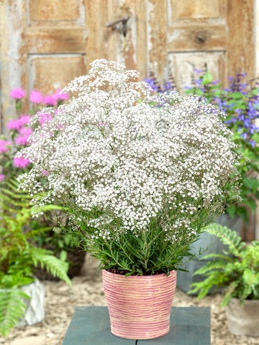 Gypsophila baby s breath - 8, baby's