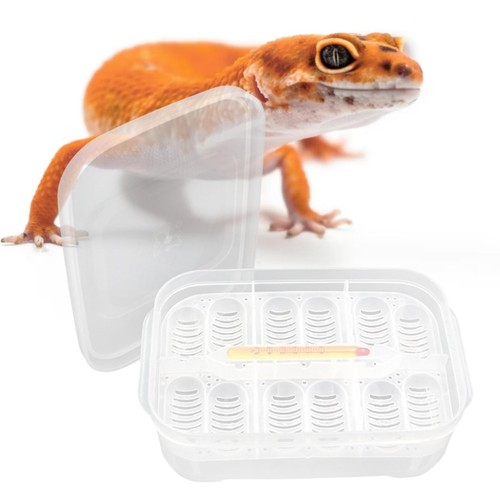Reptile incubator tray egg - incubator,