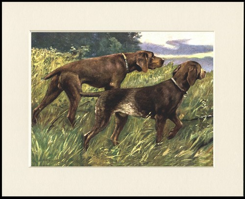 German shorthaired pointer - shorthaired,
