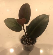 Rubber Plant - Ficus Elastica