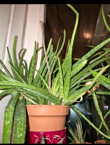 Aloe vera plant - aloe,