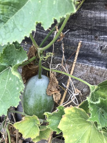 Vegetable seeds wax gourd - vegetable,