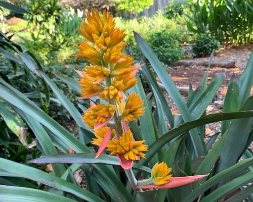 Caribbean columbine bromeliad - columbine,