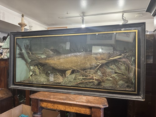 Large antique taxidermy - large,