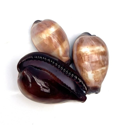 Cowrie onyx head - 3, seashells