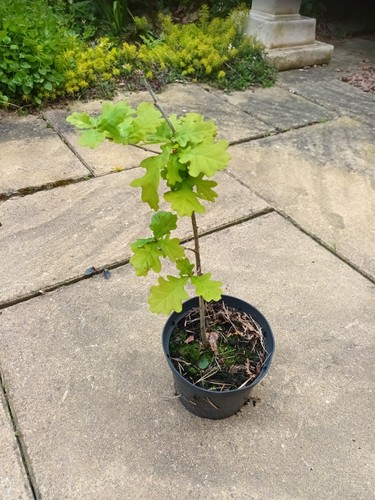 Oak sapling pot - oak, grown