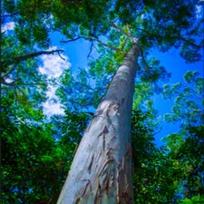 Eucalyptus grandis (Flooded