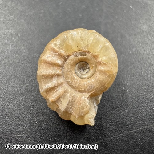 Charmouth promicroceras - charmouth,