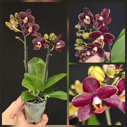 Mini phalaenopsis chocolate - phalaenopsis, "chocolate"