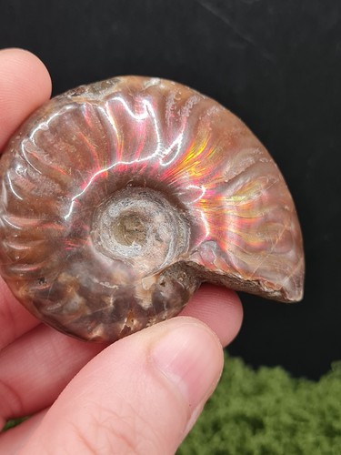 Iridescent ammonite fossil - iridescent,