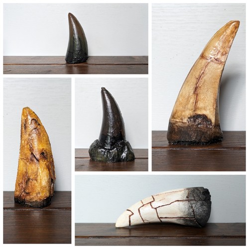 Tyrannosaurus rex tooth - tyrannosaurus,