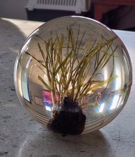 RARE HAFOD GRANGE OLD WEMBLEY