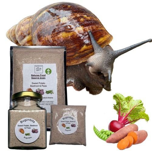 Giant african land snail - snail, food