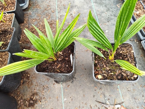Trachycarpus wagnerianus t - wagnerianus,