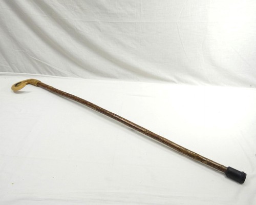 Rams horn walking - rams, can