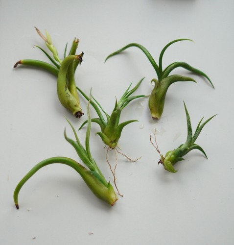 Air plant tillandsia - air,