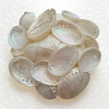 ABALONE Shell Seashells