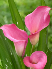 Zantedeschia Calla Lily Pink