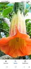 Brugmansia 1golden 1red 1orange  plants