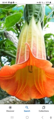 Brugmansia golden red - 1, 1