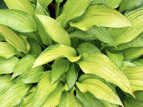 Hosta chinese sunrise pot - chinese,