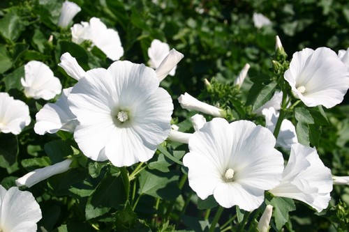 Lavatera white malva dwarf - x,