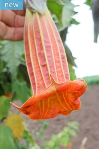 Brugmansia sanguinea - brugmansia,