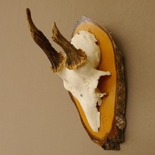 Muntjac Methuselah Deer Buck Antlers Deer Antlers On Birch Plaque 607.138