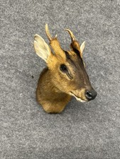 Muntjac Deer  Taxidermy Shoulder Mount Bronze Medal 