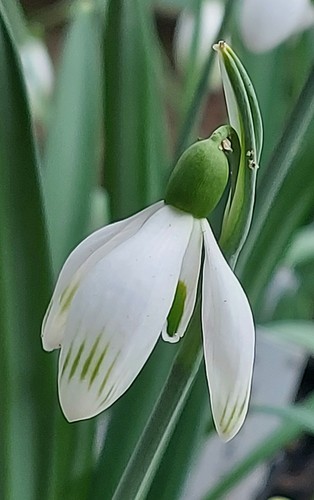 Galanthus zeitgeist early - galanthus,