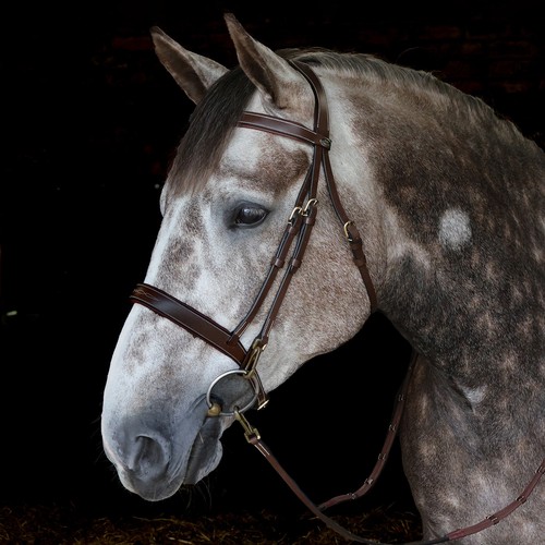 Whitaker madrid fancy - whitaker,