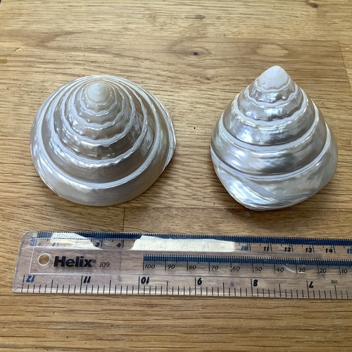 Pair polished nacre trochus - pair,