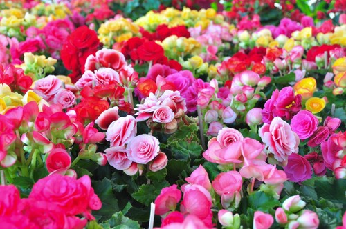 120 mixed spring - mixed, spring-summer