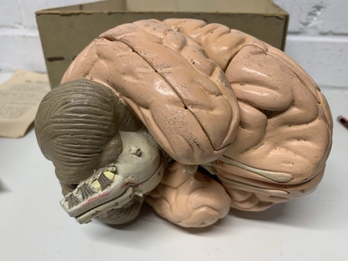 Vintage medical model human - of,