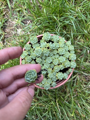 Sedum white diamond - sedum, diamond*