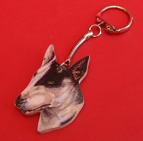 English bull terrier - english,