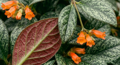 Black pagoda lipstick - lipstick, plant